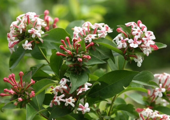 Episode 181: Pflanzen, die Sie nicht töten können 11 'Süße Emotion' Abelia, Foto mit freundlicher Genehmigung von Kielian DeWitt