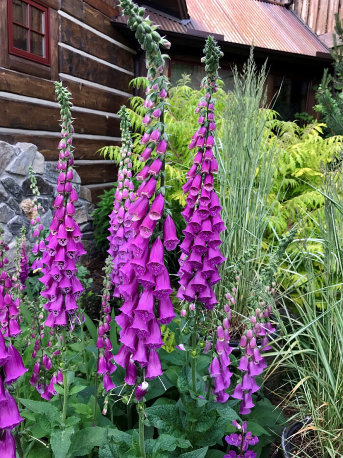 Episode 181: Pflanzen, die Sie nicht töten können 13 Purple Foxglove, Foto mit freundlicher Genehmigung von Kielian DeWitt
