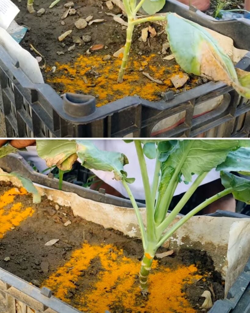 10 Möglichkeiten, Kurkuma im Garten zu verwenden 8 Unter Verwendung von Kurkumapulver zum Bodenschutz. Streuen Sie Kurkumapulver direkt auf den Boden, um Pflanzen vor Pilzinfektionen und Schädlingen zu bewachen.