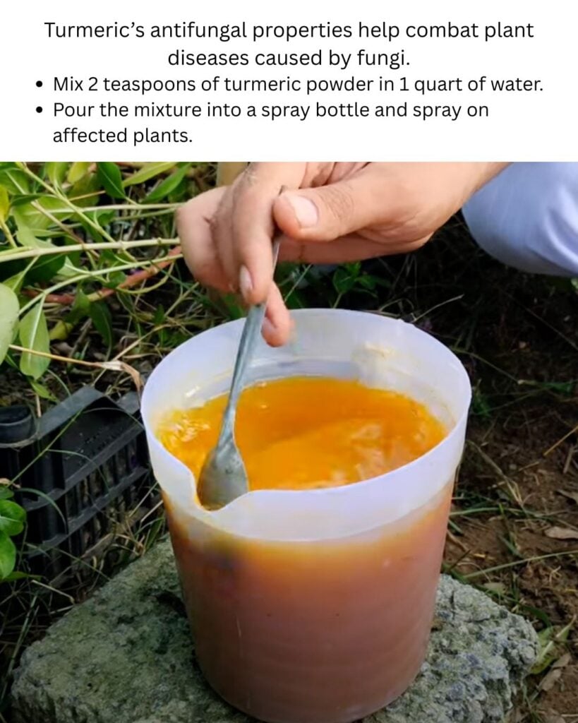 10 Möglichkeiten, Kurkuma im Garten zu verwenden 6 DIY -Kurkuma -Spray, um Pflanzenpilze zu bekämpfen. Machen Sie Ihr eigenes Antimykotika -Pflanzenspray mit Kurkuma. Ideal für umweltbewusste Gärtner