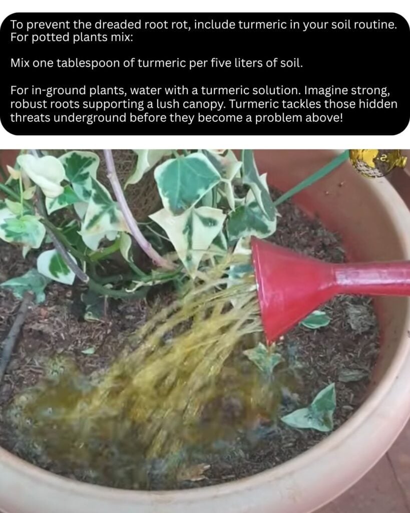 10 Möglichkeiten, Kurkuma im Garten zu verwenden 10 Schützen Sie die Wurzeln vor Fäulnis, indem Sie einen Kurkuma zum Boden hinzufügen oder einen Kurkuma -Wassermix verwenden. Diese natürliche Methode ist effektiv und einfach - sowohl für Töpfe als auch für Gartenbetten.