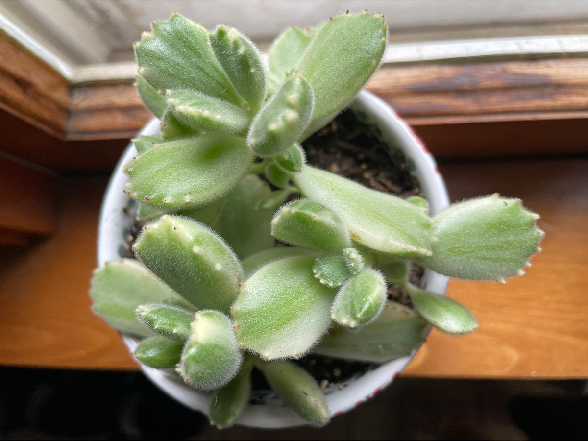 Online Plant Poaching: The Growing Problem of Botanical Theft 8 variegated succulent with fuzzy leaves