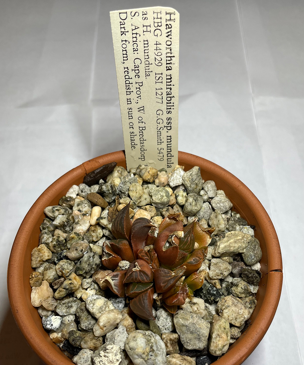 Online Plant Poaching: The Growing Problem of Botanical Theft 3 small succulent in pot with information label