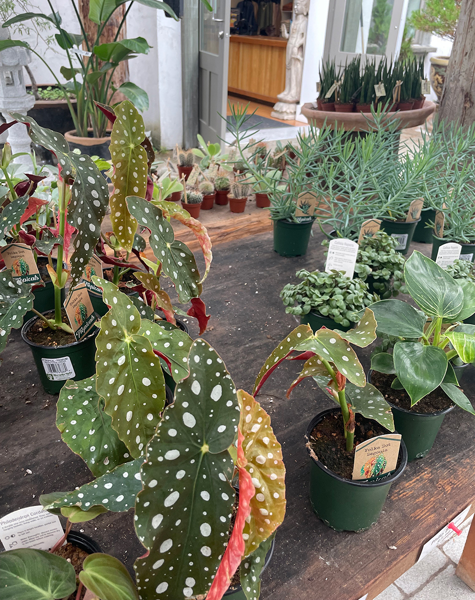 Online Plant Poaching: The Growing Problem of Botanical Theft 7 houseplants for sale on a table