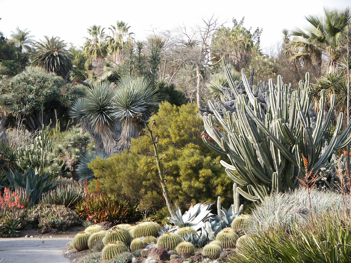 Online Plant Poaching: The Growing Problem of Botanical Theft 4 desert garden with large cacti and succulents
