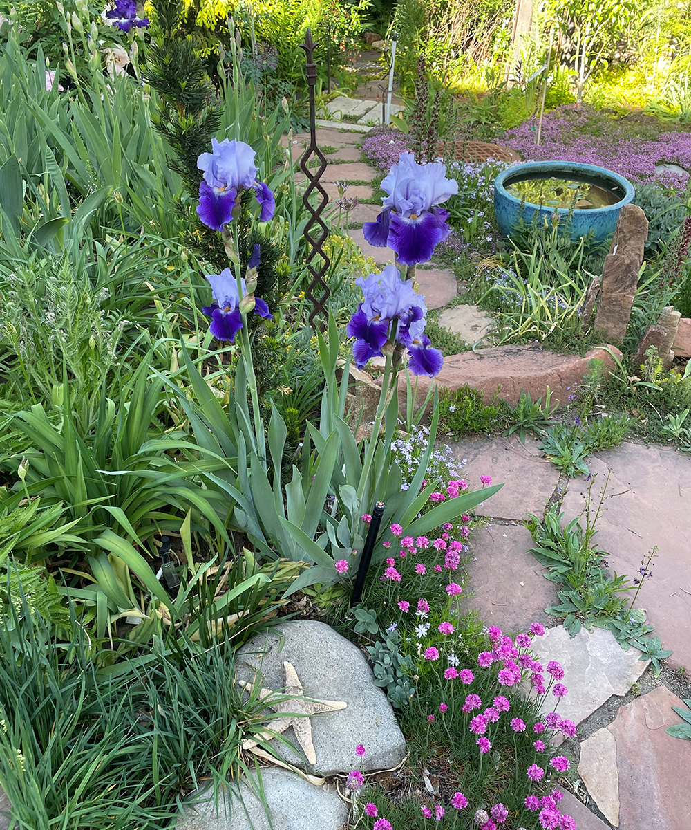 Wachstum und Design mit bärtigen Iris im Südwesten 2 Zweifarbige lila Iris am Rand eines Pfades