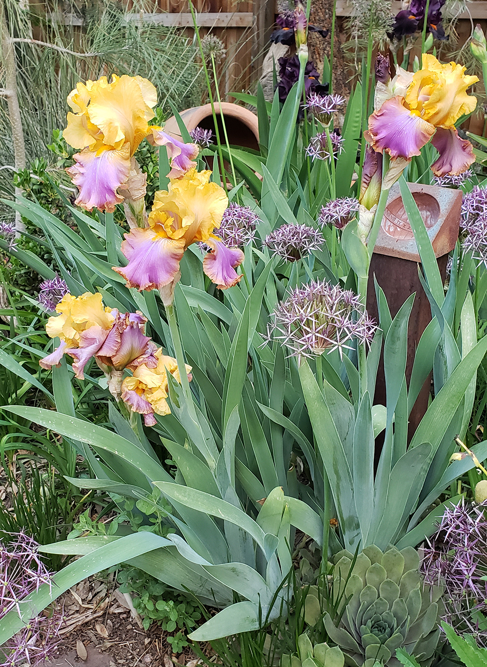 Wachstum und Design mit bärtigen Iris im Südwesten 4 Gold und rosa Iris mit Allium