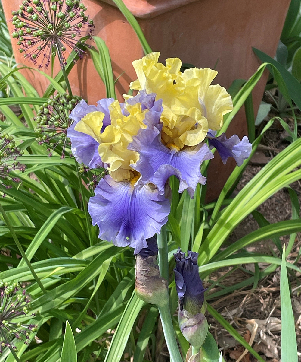 Wachstum und Design mit bärtigen Iris im Südwesten 3 Nahaufnahme von hellgelben und lila Iris