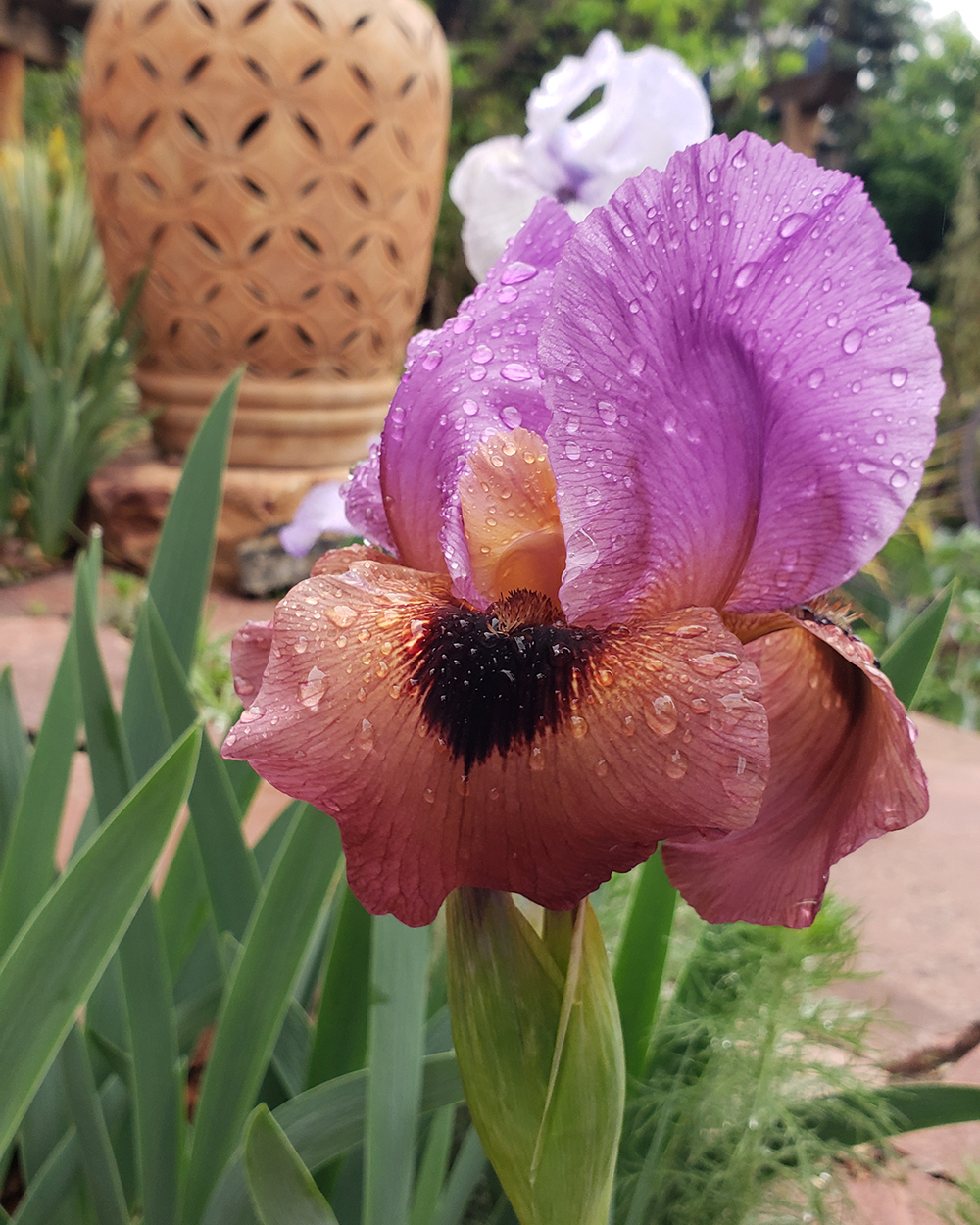 Wachstum und Design mit bärtigen Iris im Südwesten 6 Nahaufnahme von hellvolettem und burgunderfarbenem Irisblüte