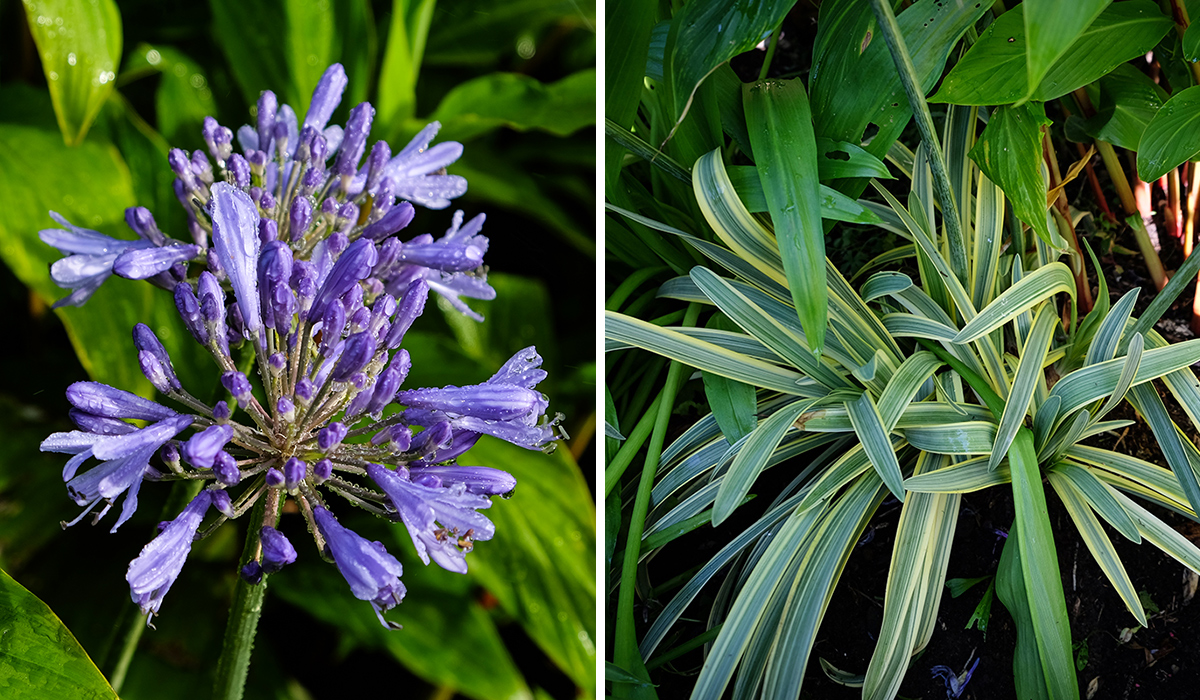Wachsender hinter Agapanthus im pazifischen Nordwesten 4 Nahaufnahme des Sommerhimmels Agapanthus Blume und Laub