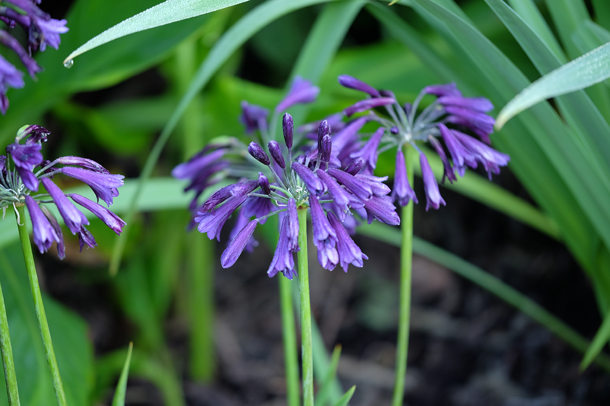 Wachsender hinter Agapanthus im pazifischen Nordwesten 6 leuchtend lila fallen lassen Agapanthus Blüte