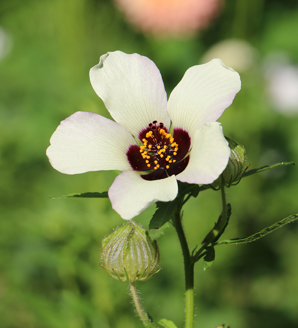Wie man Rost vermeidet und Erfolg hat, um Hollyhocken zu erhöhen 7 Venedig Mallow Blume
