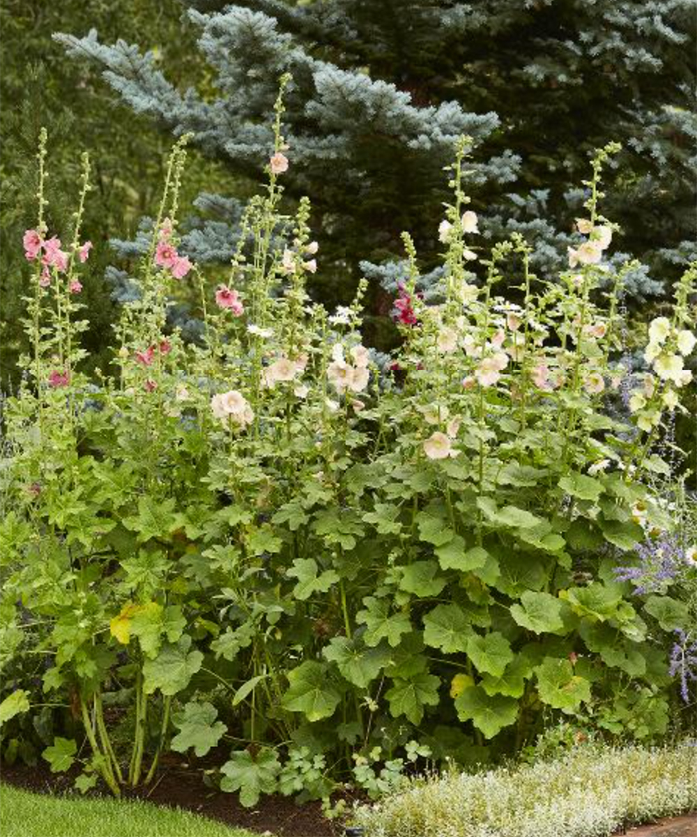 Wie man Rost vermeidet und Erfolg hat, um Hollyhocken zu erhöhen 6 Gartenbett voller reifer Hollyhocks