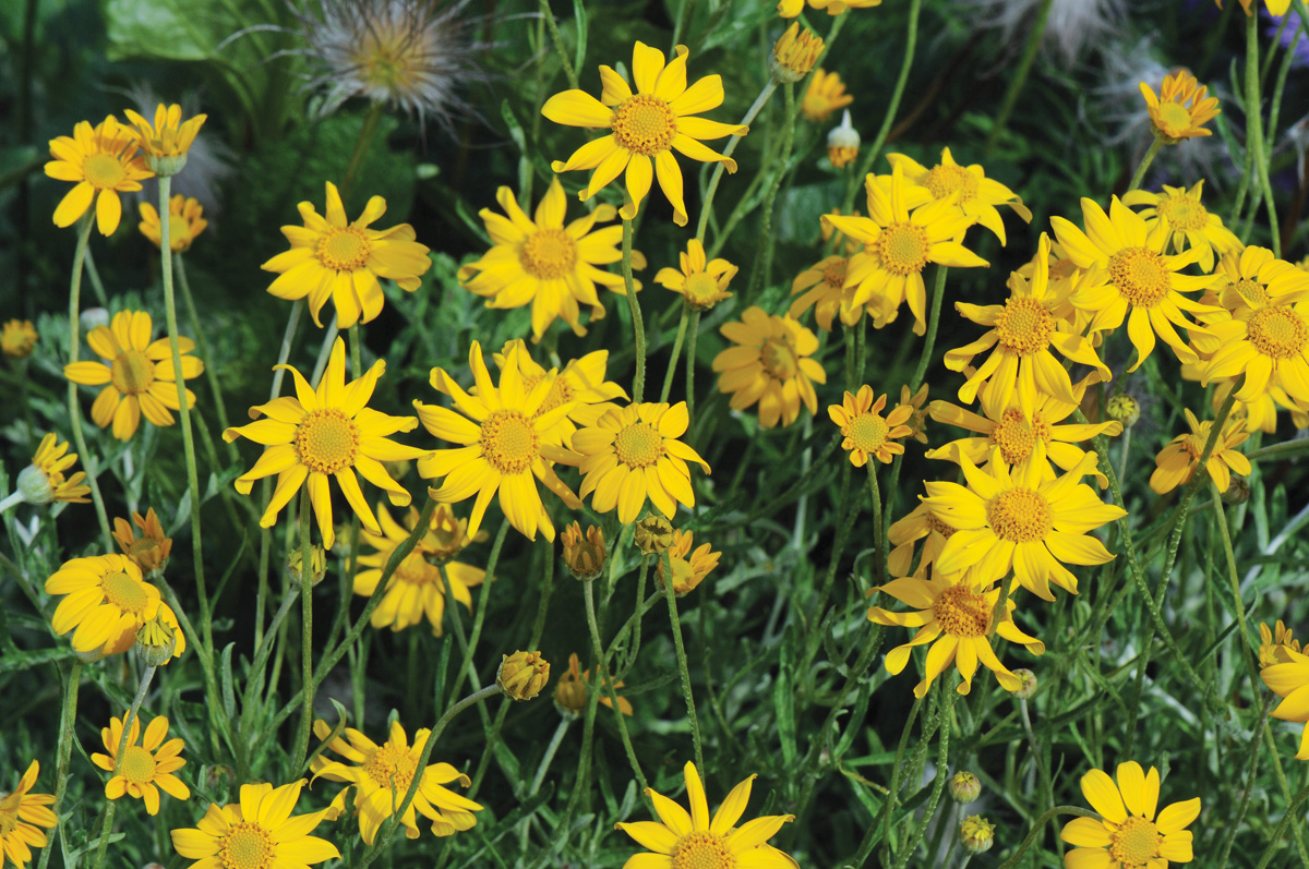 Low-Maintenance Plants for Your Region 3 Eriophyllum lanatum