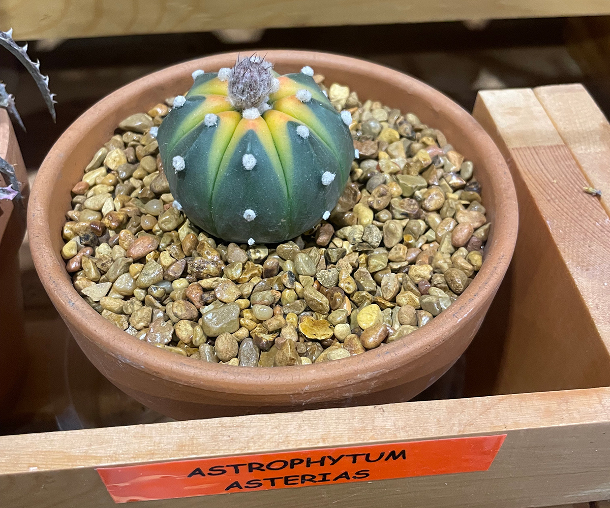 Online Plant Poaching: The Growing Problem of Botanical Theft 1 small potted succulent with yellow stripes