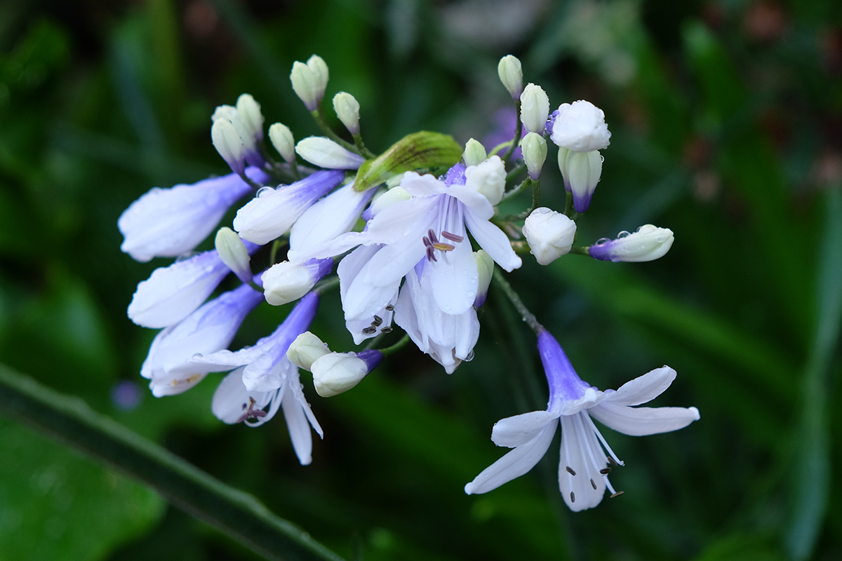 Wachsender hinter Agapanthus im pazifischen Nordwesten 3 Nahaufnahme von weißem und lila Agapanthus
