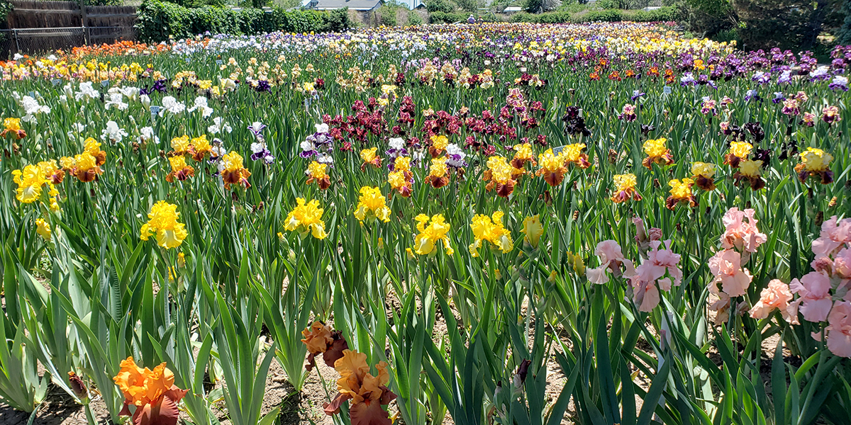 Wachstum und Design mit bärtigen Iris im Südwesten 1 ein Feld mehrfarbiger Iris