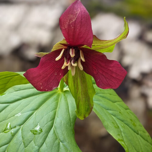 Rotes Trillium