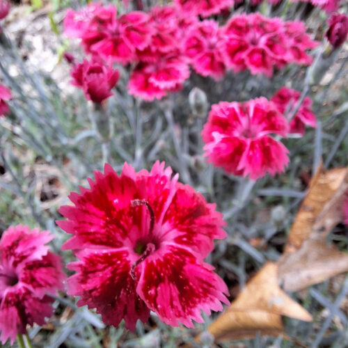 'Red Rouge' Rosa