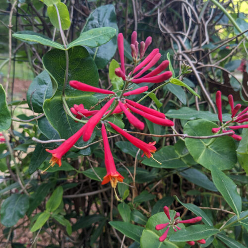 Major Wheeler Lonicera 