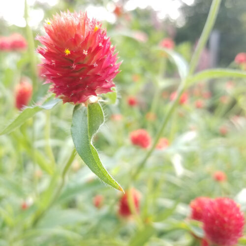 Erdbeerfelder Gomphren