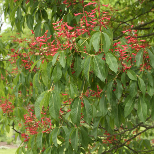 Aesculus pavia