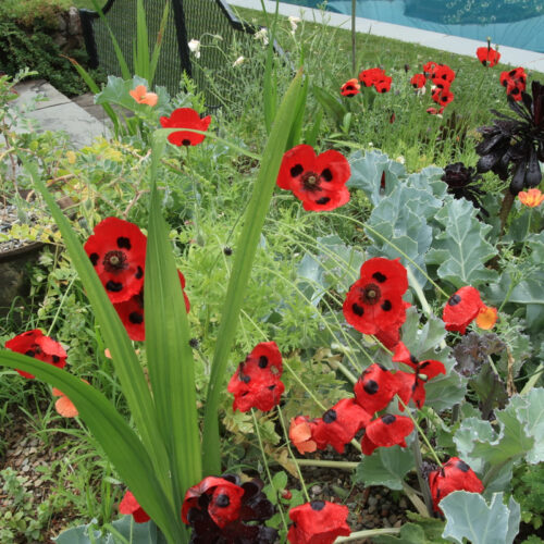 'Ladybird' Poppy mit freundlicher Genehmigung von Erin Schanen