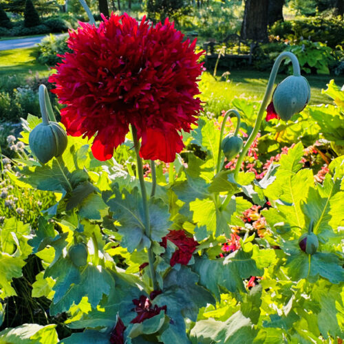 Bread -Mohn mit freundlicher Genehmigung von Erin Schanen