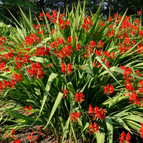 'Luzifer' Crocosmia