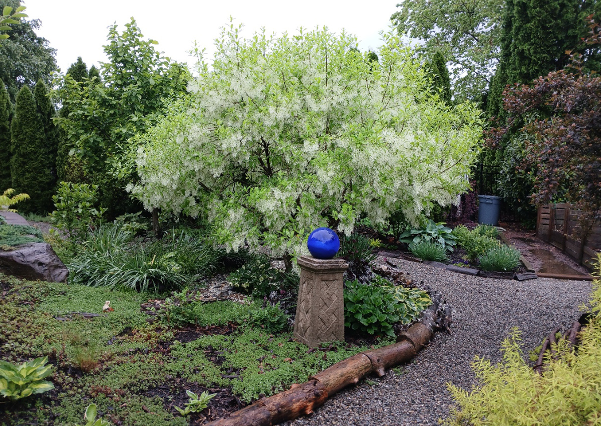 Baum mit flauschigen weißen Blüten