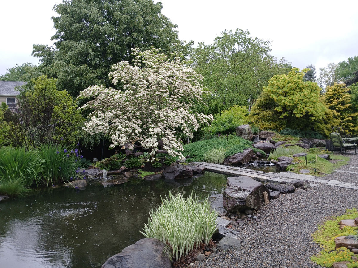 Blühender Baum neben dem Gartenteich