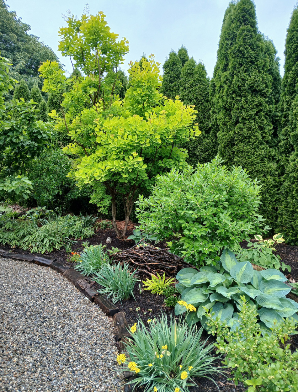 Gartenbett im Hinterhof mit vielen grünen Pflanzen