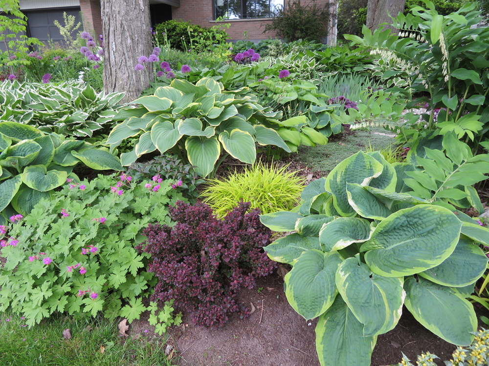 Vorgarten Schattengarten