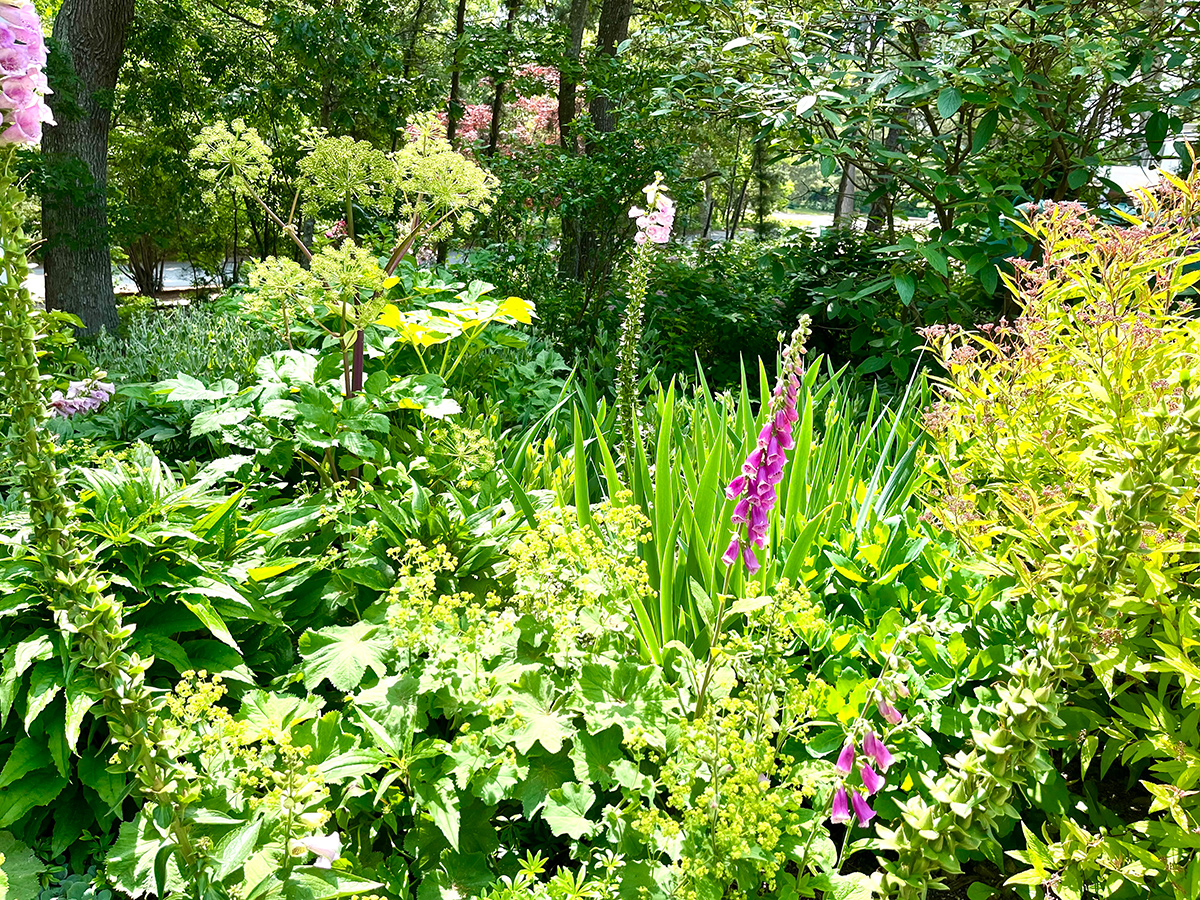 Garten voller hellgrüner Laub