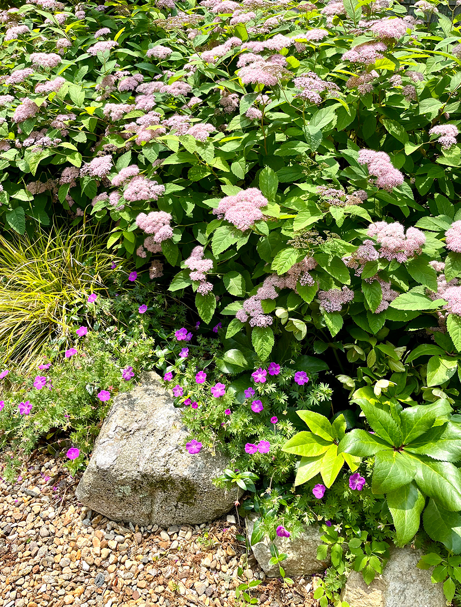 Sträucher mit hellen rosa Blüten bedeckt