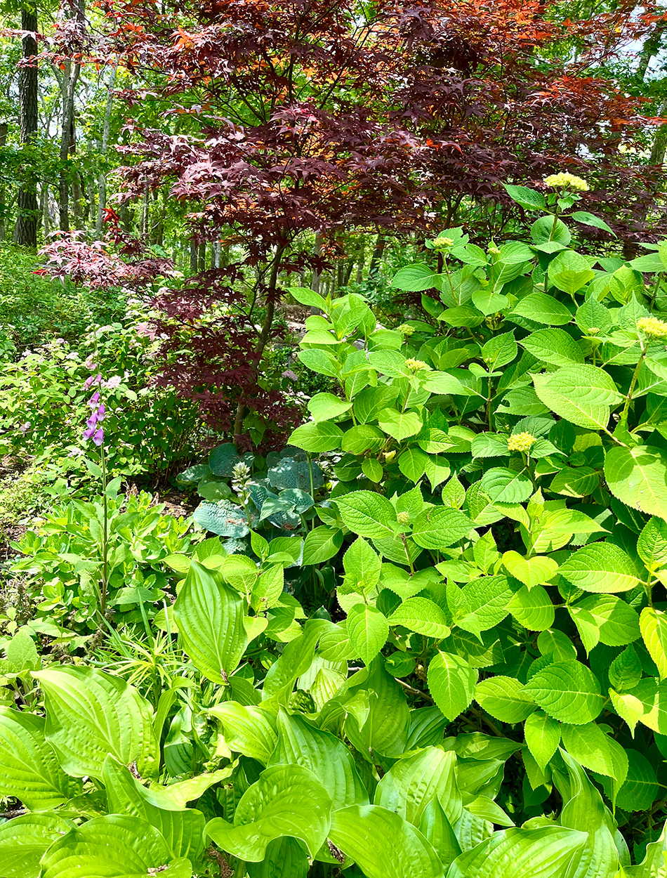 Buntes Laub im Garten