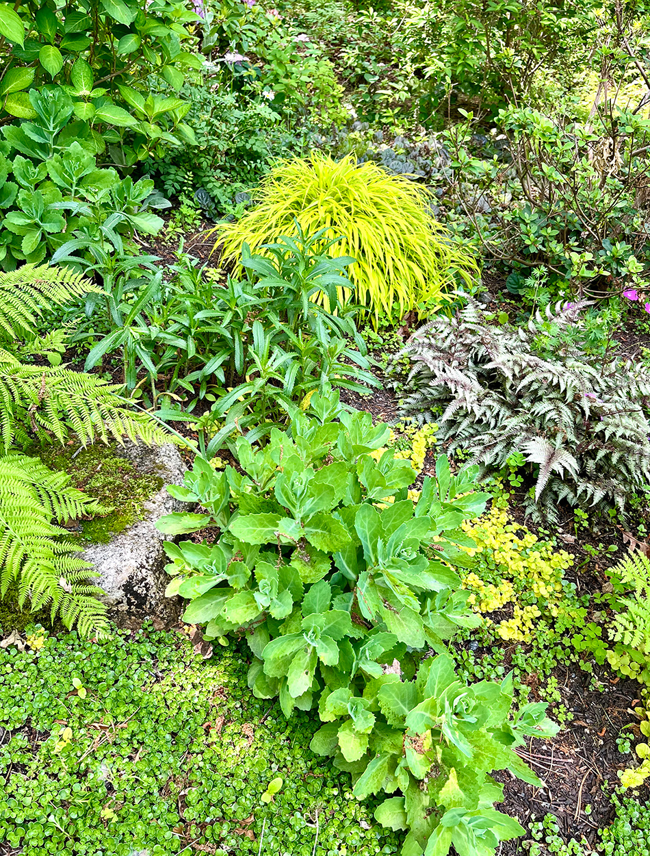 farbenfrohe Laubpflanzen im Schatten