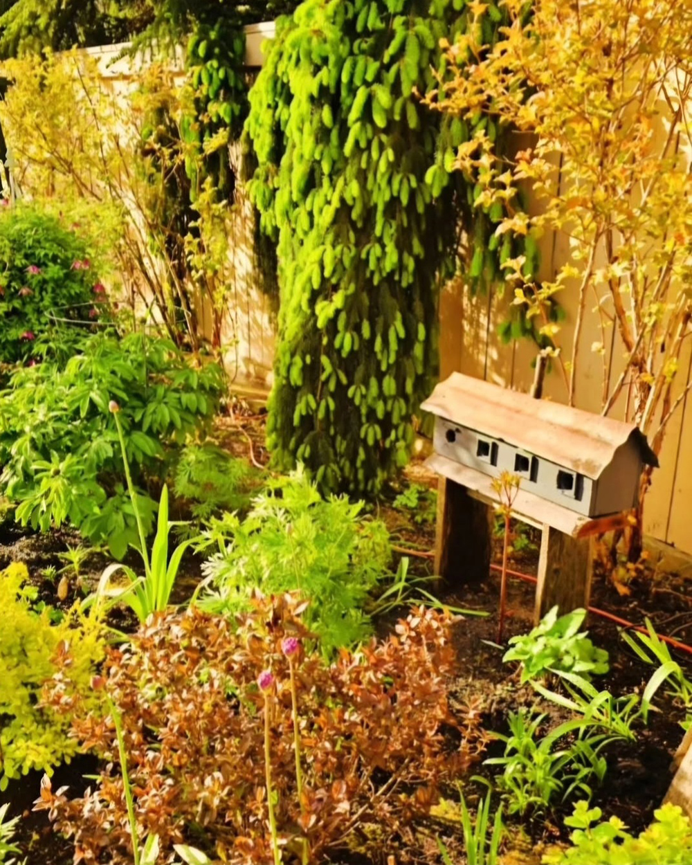 grüne und goldene Pflanzen im Garten