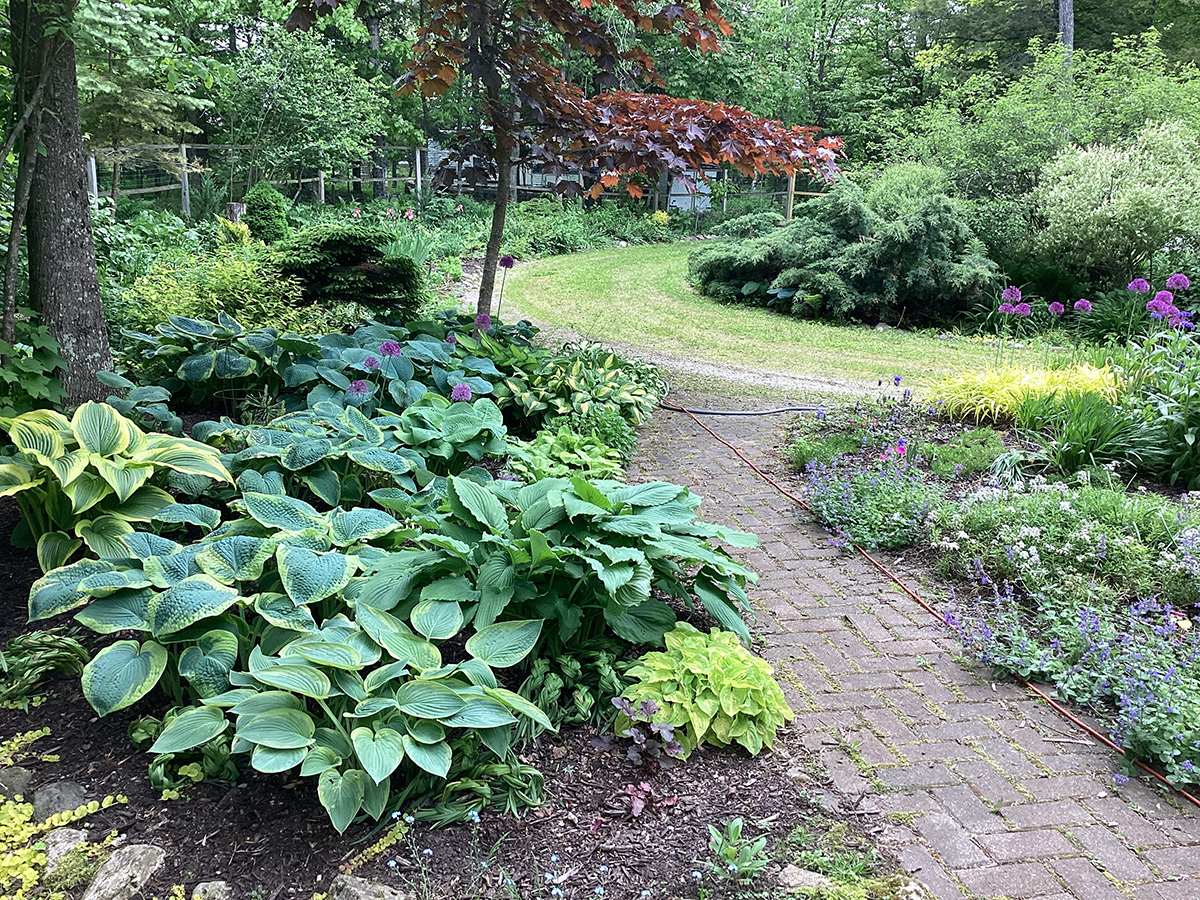 Schattengarten mit Hosta und japanischer Ahorn