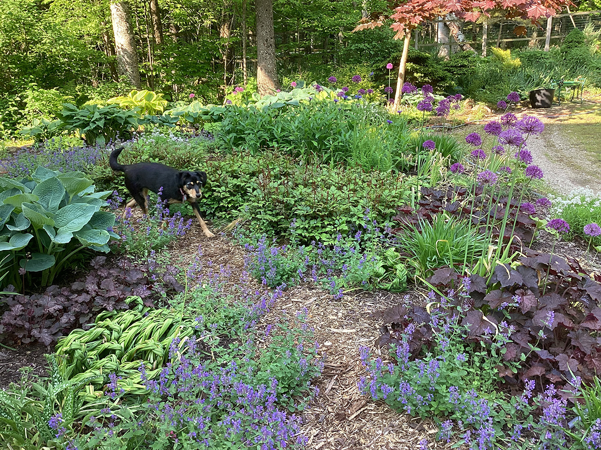 Hund im Garten mit lila Blumen