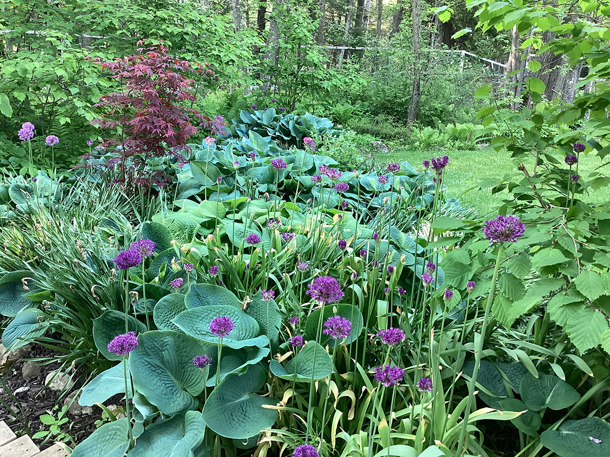 lila Allien mit blauen Hostas