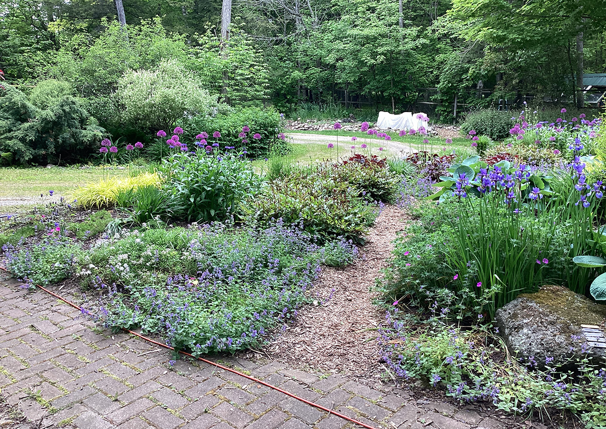 Gartenbett mit vielen lila Blumen
