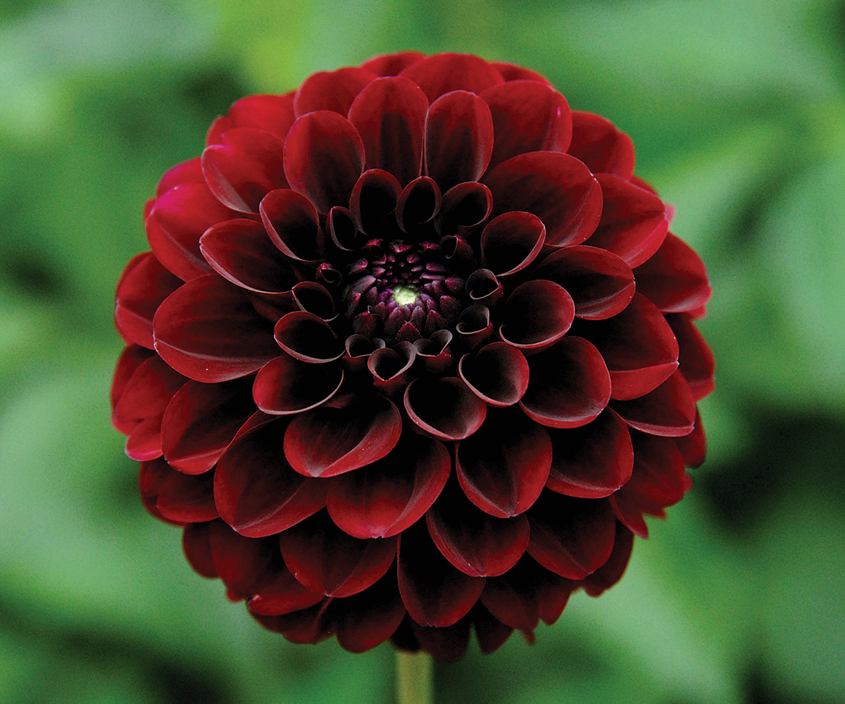 Ein Stressansatz für den Anbau von Dahlien im mittleren Atlantik 3 tiefrot oder schwarz, Dahlia Bloom
