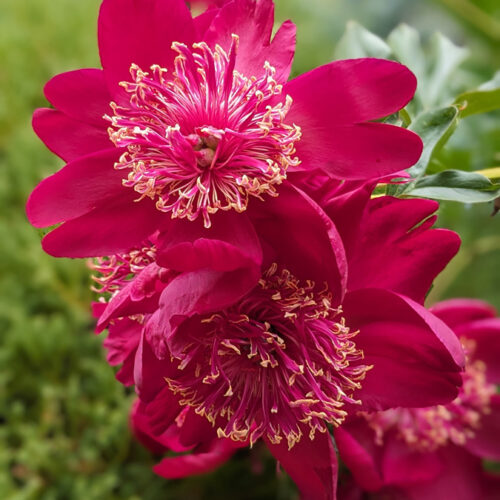 Episode 182 Lieblingspflanzen mit roten Blumen