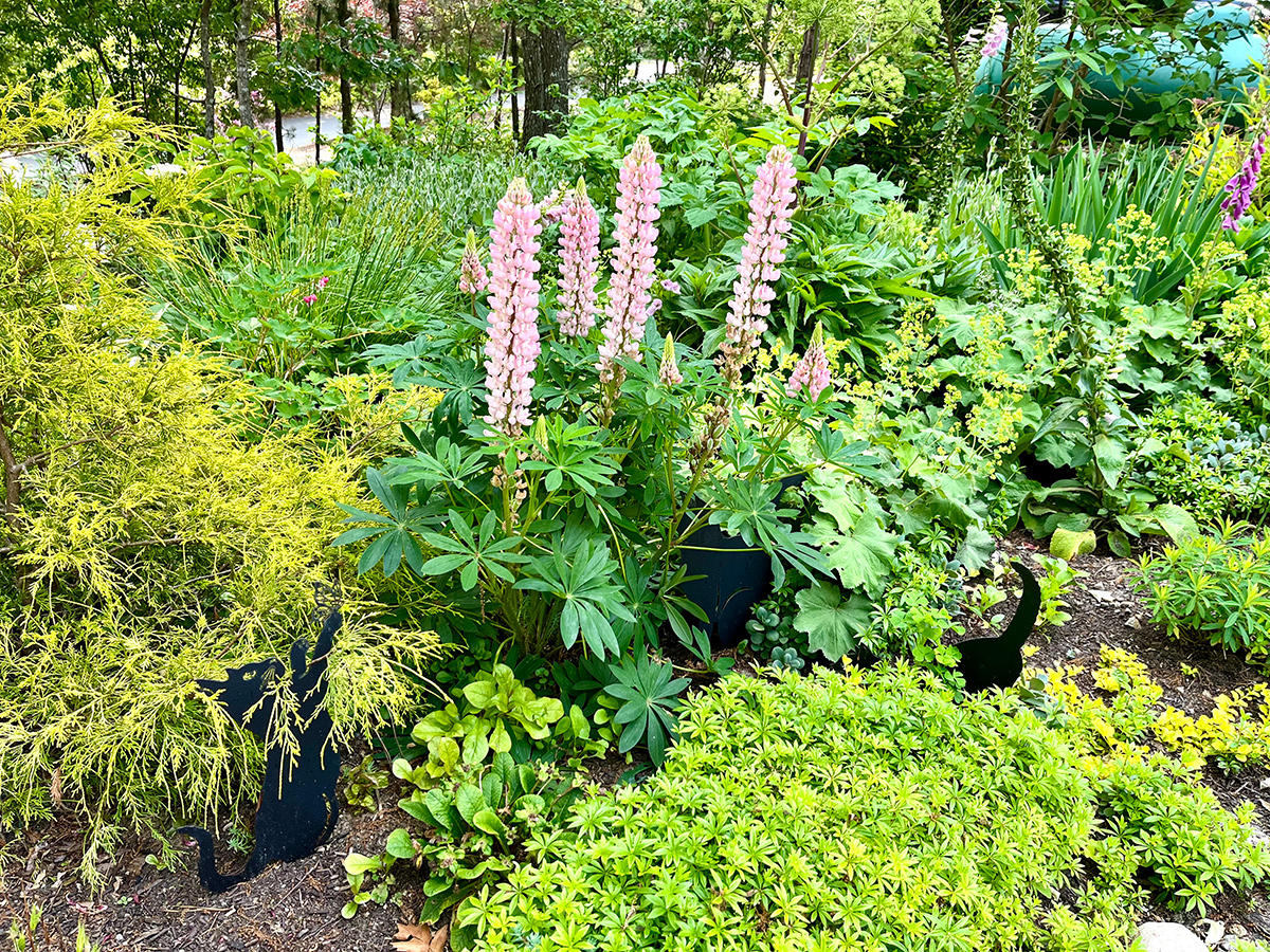grüner Gartenbett mit Schirmen aus hellen rosa Blumen