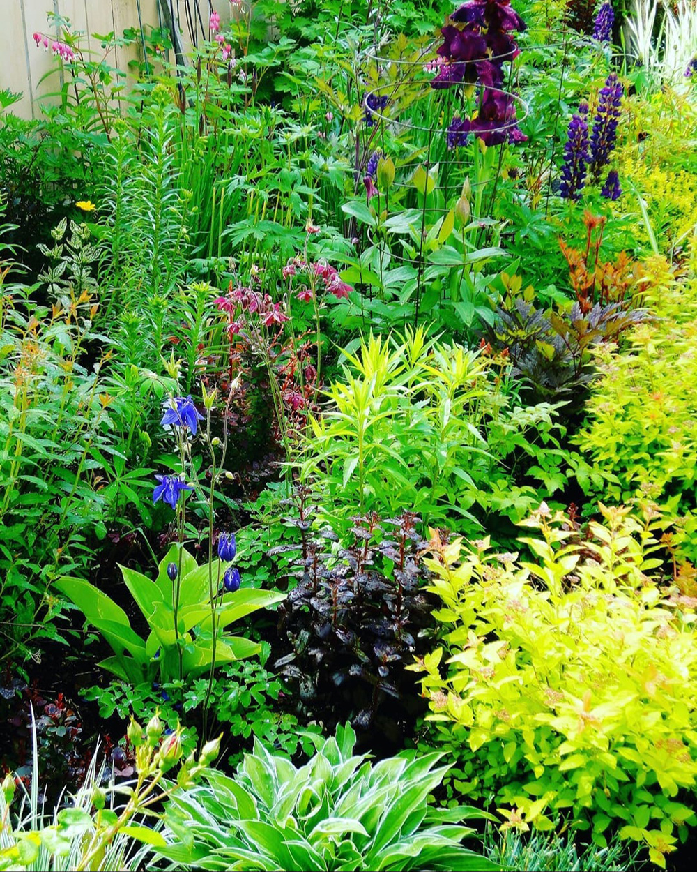 Frühlingsgarten mit üppigem Laub