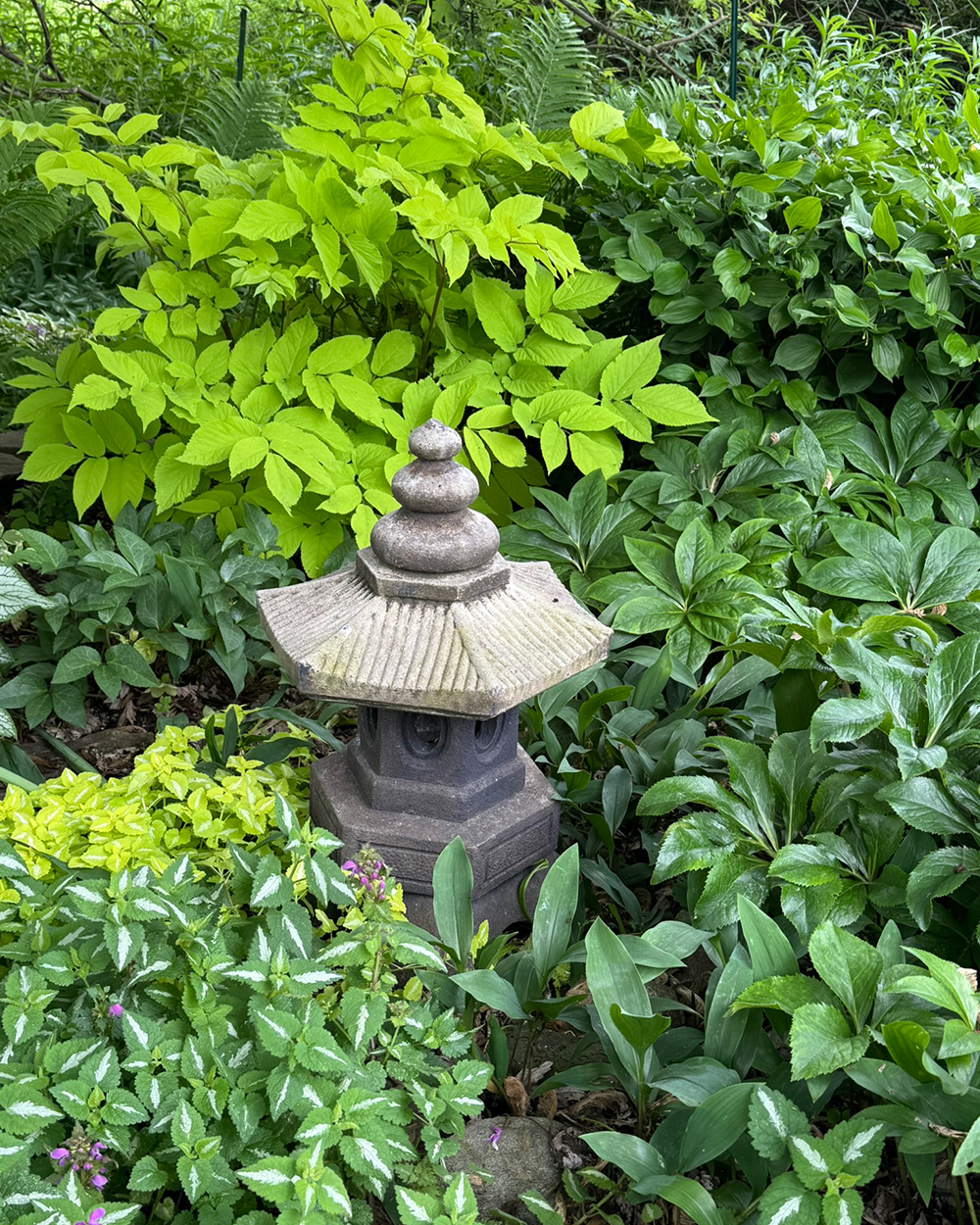 Hellgrünes Laub im Schattengarten