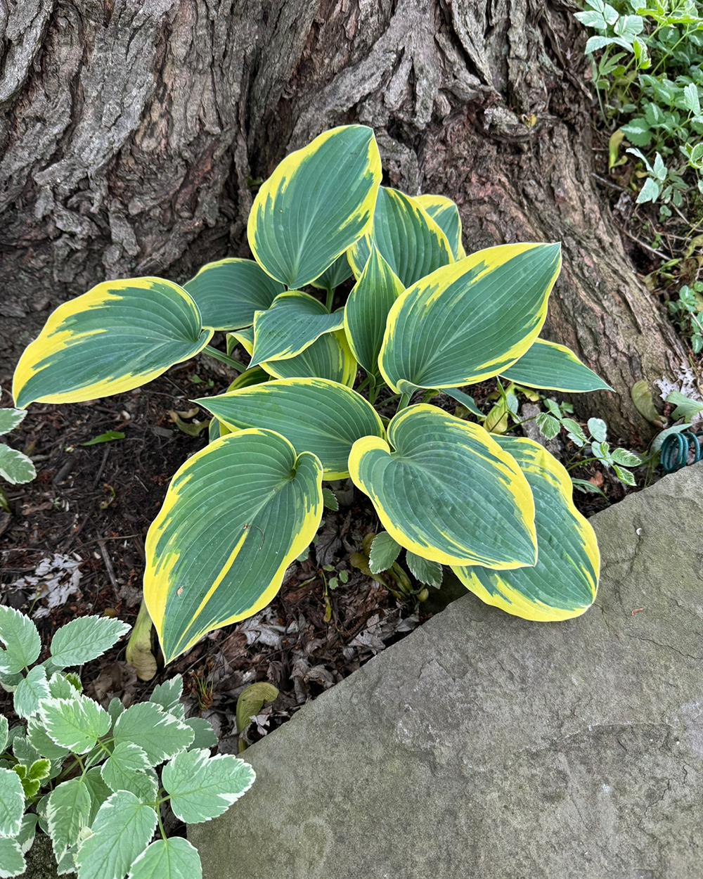 grüne Hosta mit gelber Variation