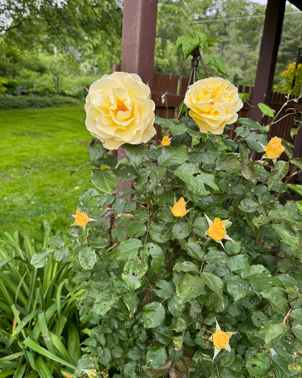 Leichte orange Rosen