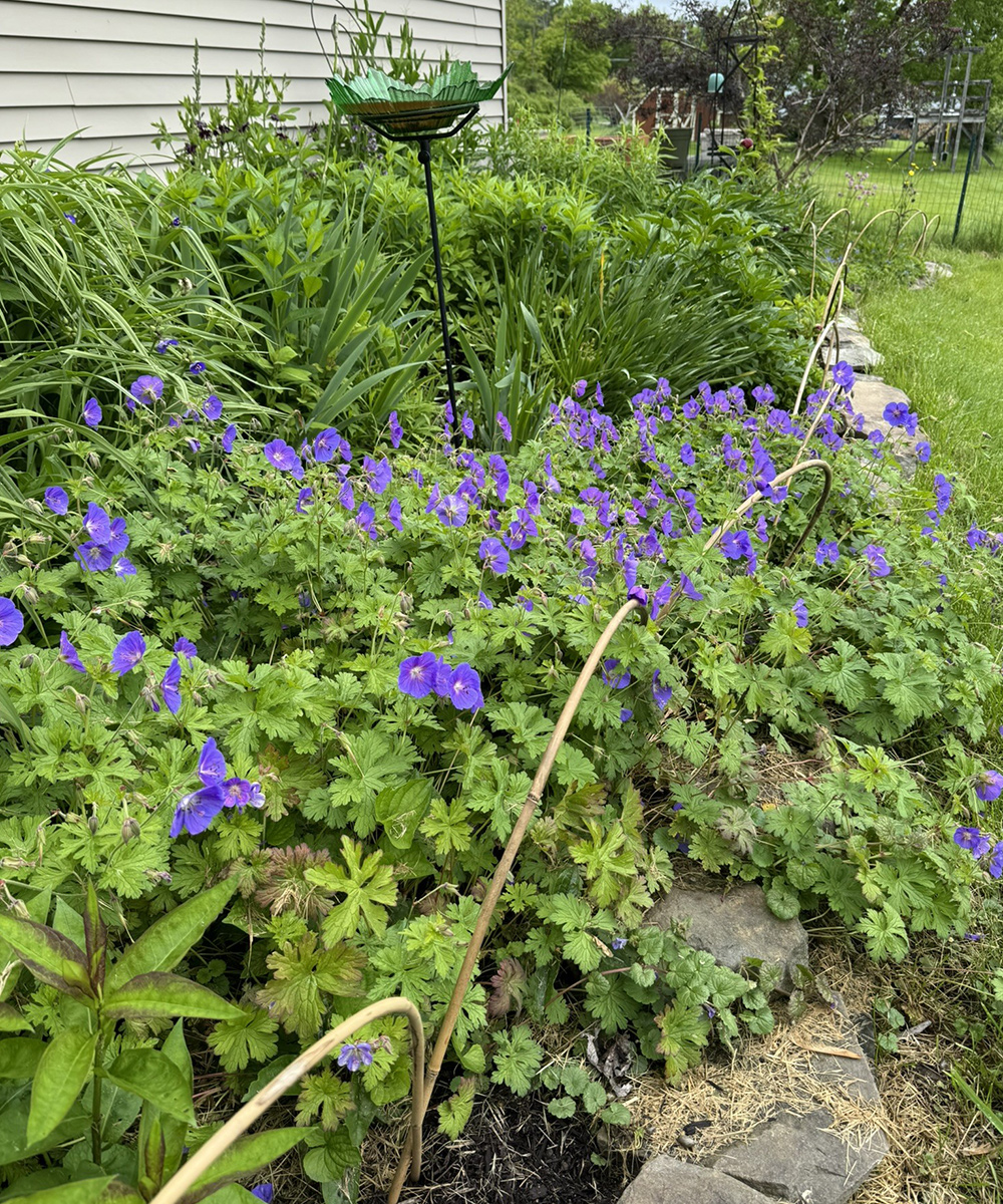 Blau Geranium im Fundamentbett